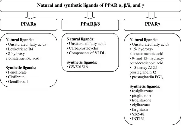 Natural and synthetic ligands of PPAR.png 2