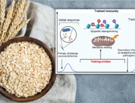 Wie Hafer das Immunsystem trainiert