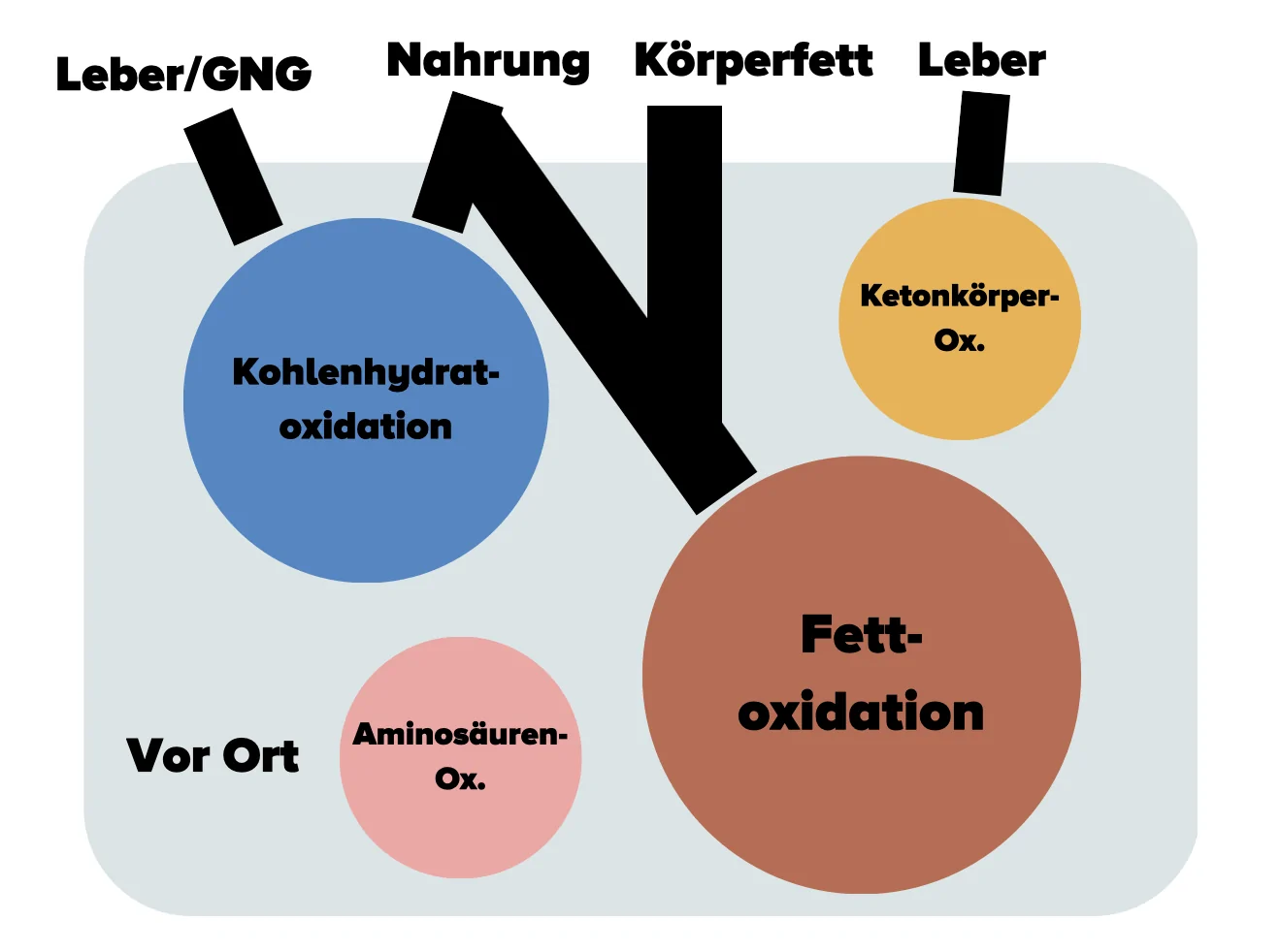 Fettstoffwechsel