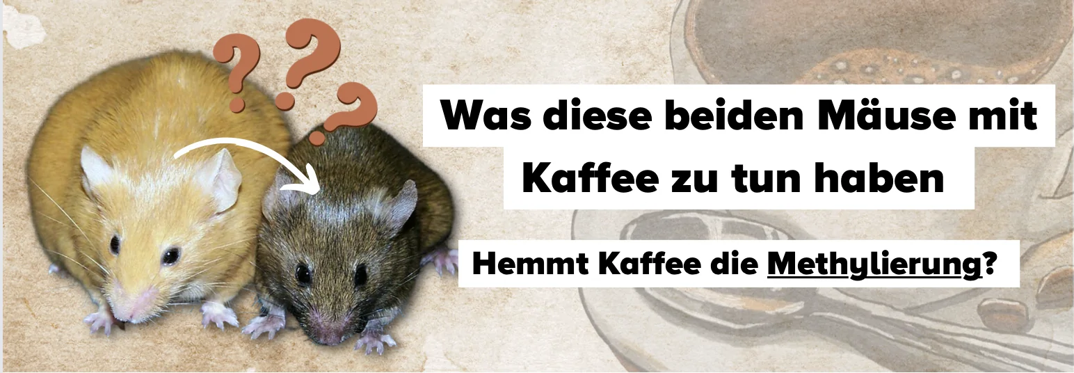 agouti methylierung kaffee