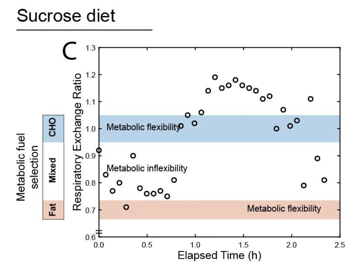 metabolische flexibilität und zucker