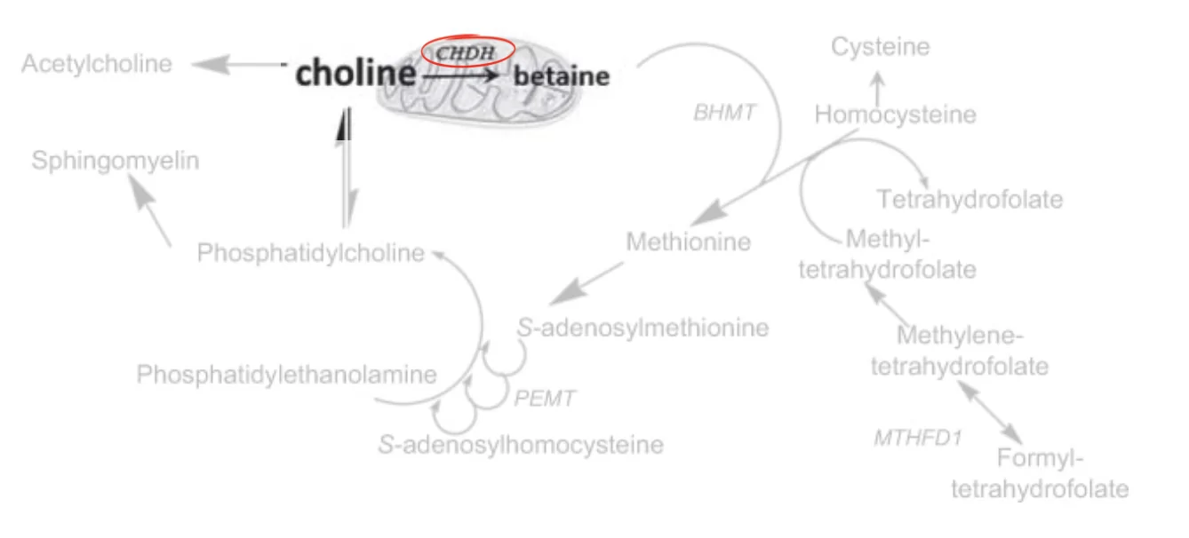 one carbon metabolism one carbon metabolism