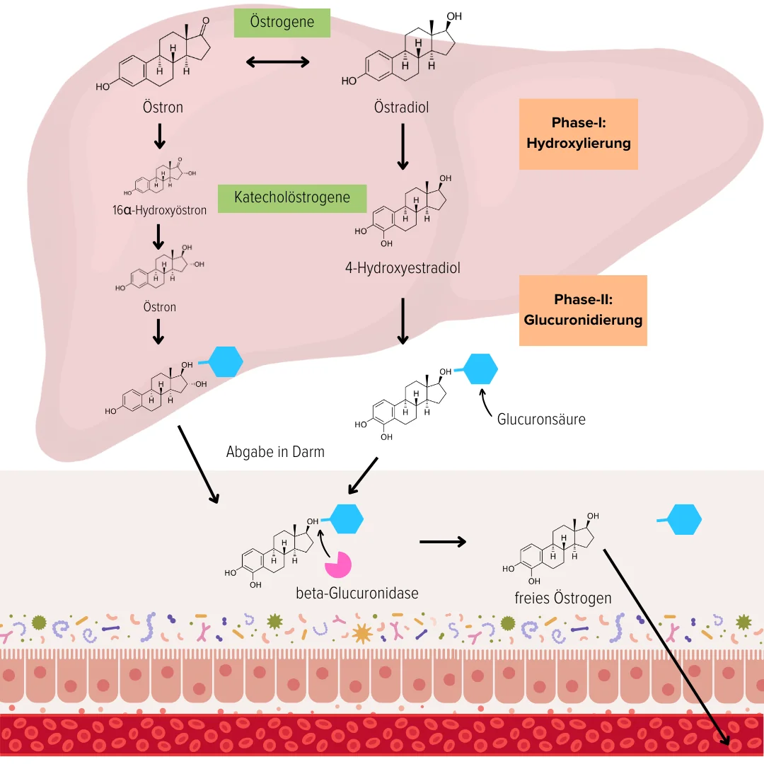 Entgiftung Östrogene
