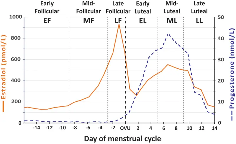 menstrual cycle menstrual cycle