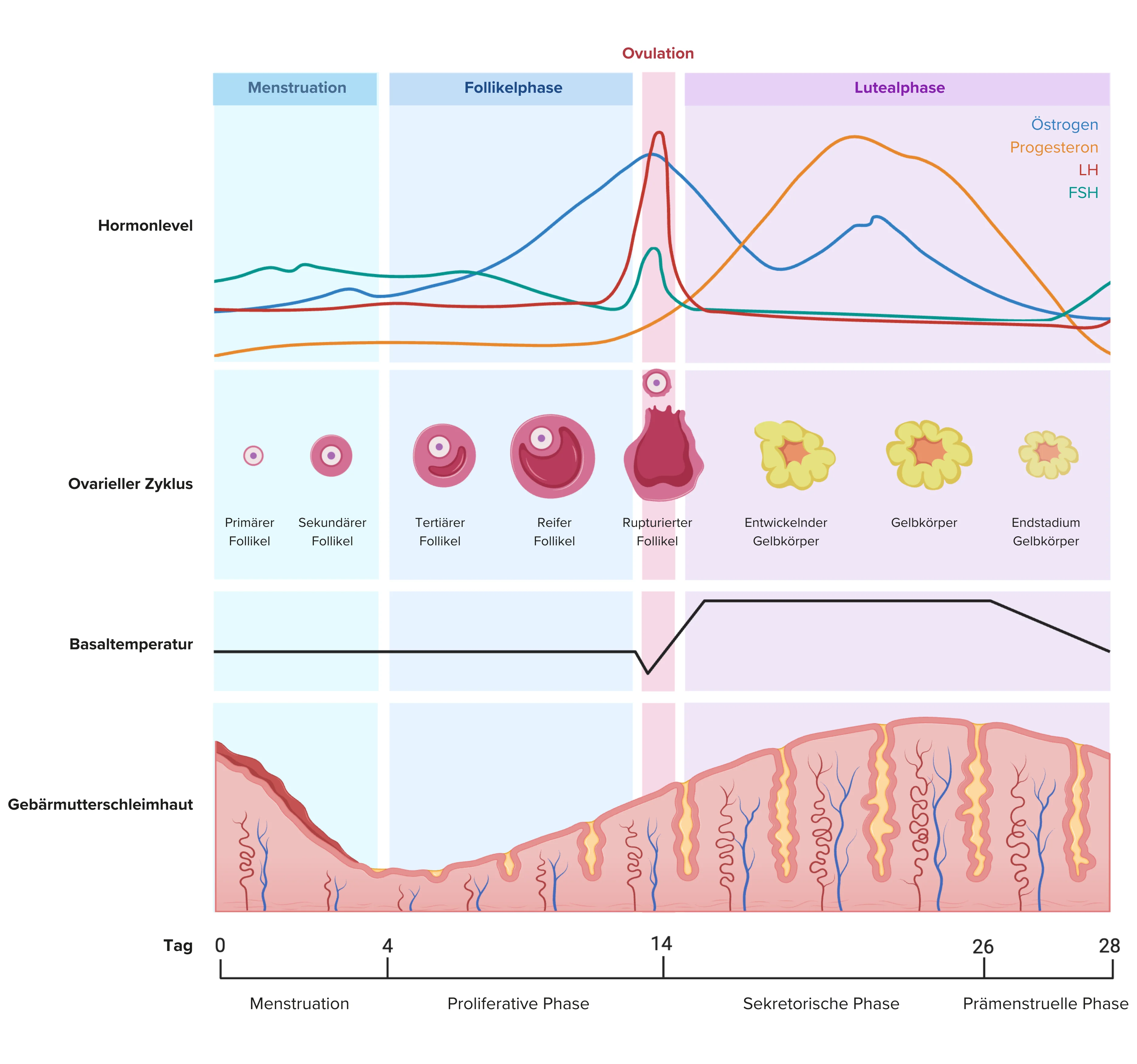 Menstruationszyklus