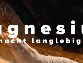 Der langlebige Nacktmull und Magnesium