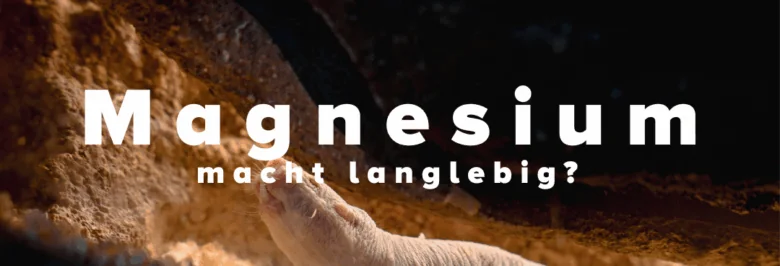 magnesium langlebigkeit